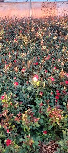 عکس نهالستان و گلخانه دکتر ایزدی