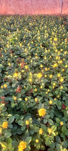 عکس نهالستان و گلخانه دکتر ایزدی