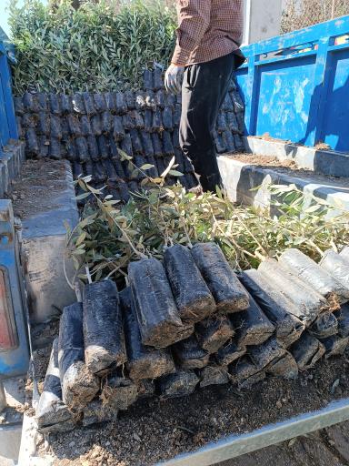 عکس نهالستان و گلخانه دکتر ایزدی