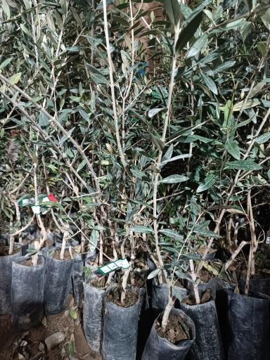 عکس نهالستان و گلخانه دکتر ایزدی