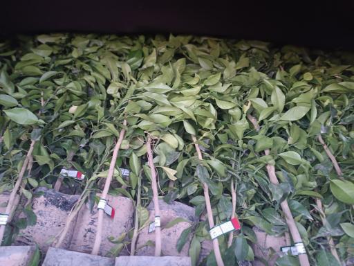 عکس نهالستان و گلخانه دکتر ایزدی