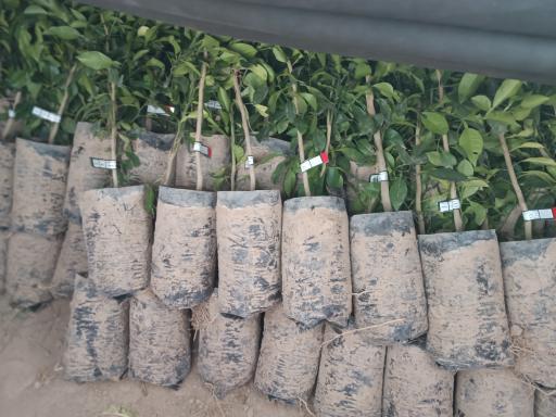 عکس نهالستان و گلخانه دکتر ایزدی