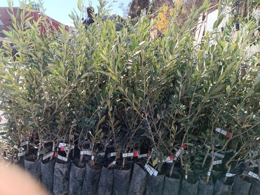 عکس نهالستان و گلخانه دکتر ایزدی