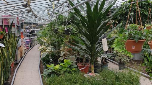 عکس گل های زعیم