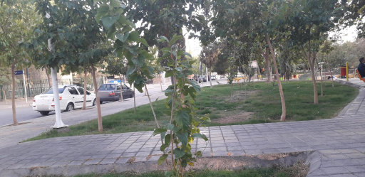 عکس بوستان بنفشه