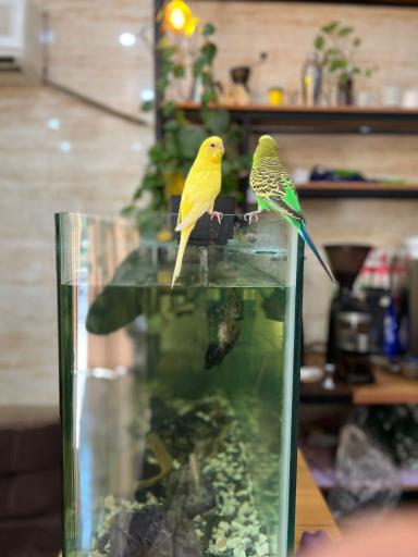 عکس کافه سیسیل