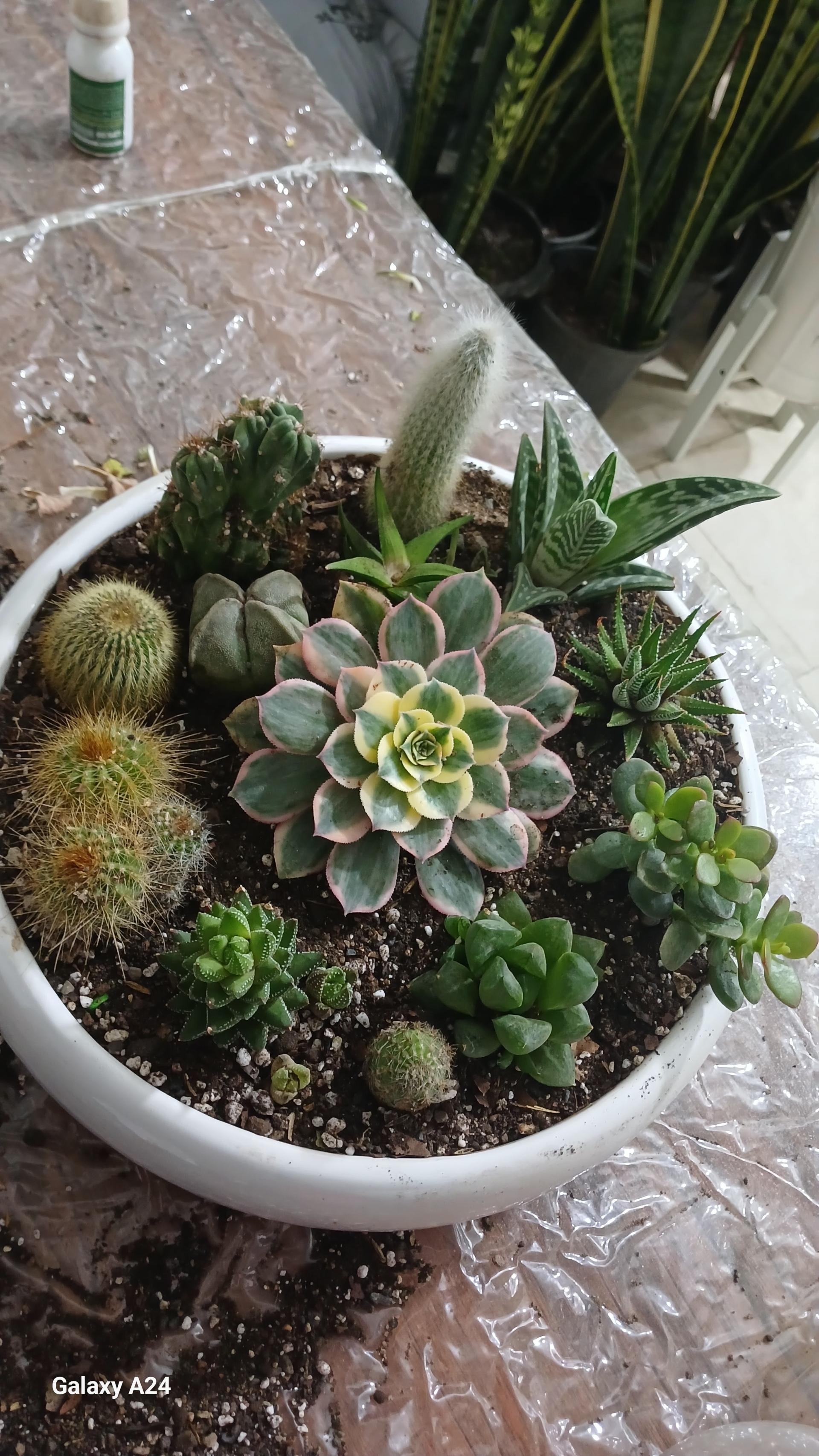 عکس گلکده اطلسی 