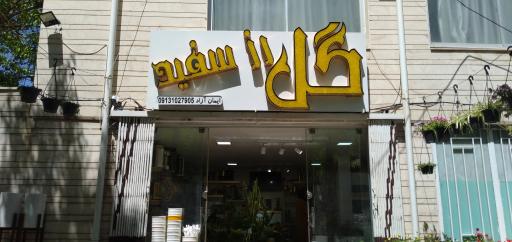 گل رز سفید