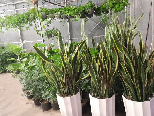 عکس گلخانه پامچال