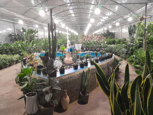 عکس گلخانه پامچال