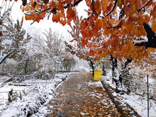 عکس بوستان جمشیدیه