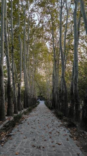 عکس بوستان جمشیدیه
