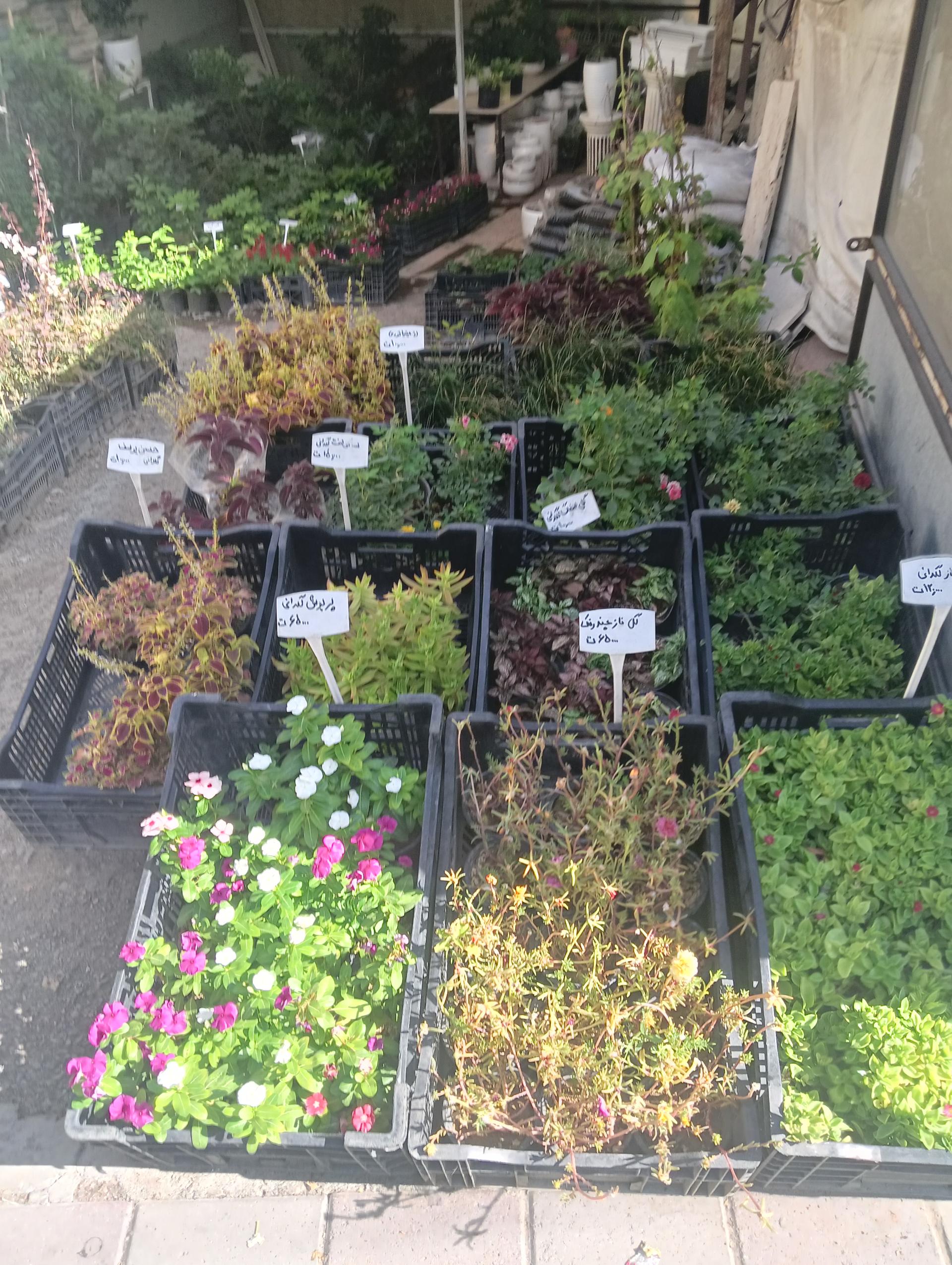 عکس گلسرای آشوک