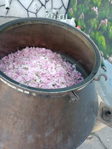 عکس گلاب گیری سنتی گوهری