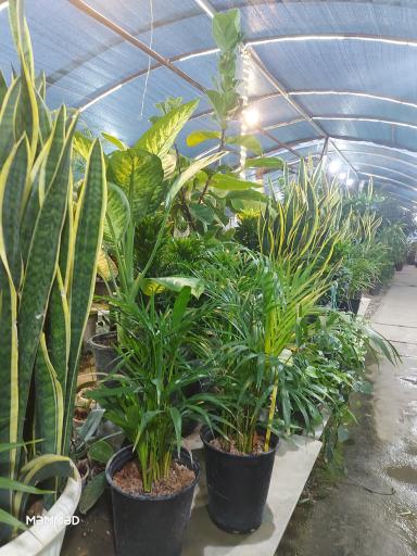 عکس بازارچه گل و گیاه اسکندر 