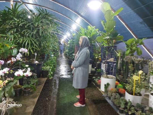 بازارچه گل و گیاه اسکندر 