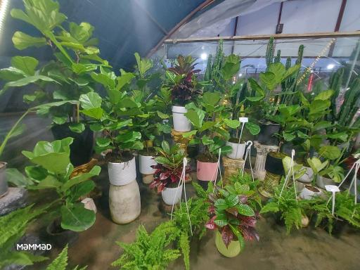 بازارچه گل و گیاه اسکندر 