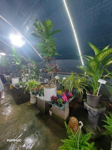 عکس بازارچه گل و گیاه اسکندر 