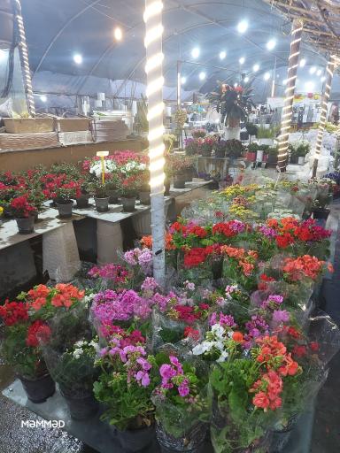 عکس بازارچه گل و گیاه اسکندر 
