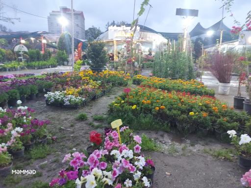 عکس بازارچه گل و گیاه اسکندر 