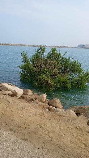 عکس اسکله درگهان