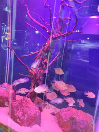 عکس آکواریوم قصر ماهی