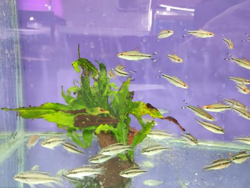 عکس آکواریوم قصر ماهی