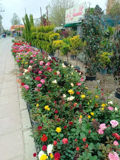 عکس گلستان ارم