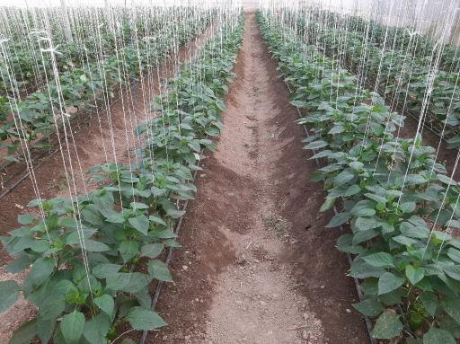 گلخانه شیرویه