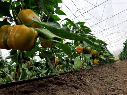 گلخانه شیرویه