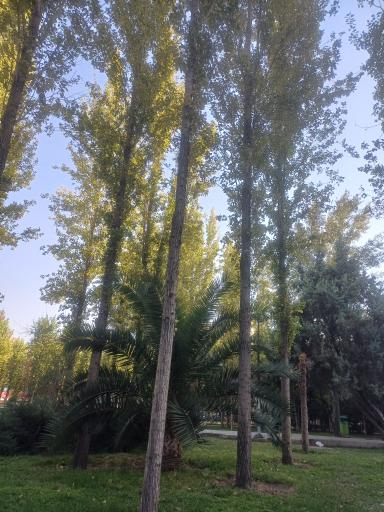 عکس بوستان پاسدار گمنام