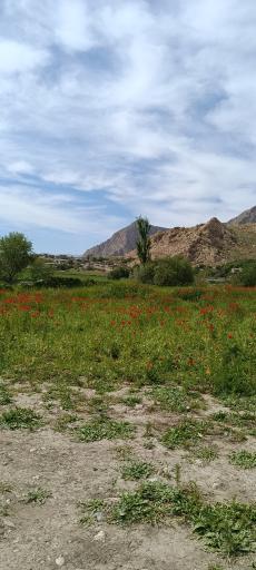 عکس سرآبله