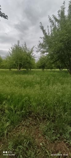 عکس دهفول