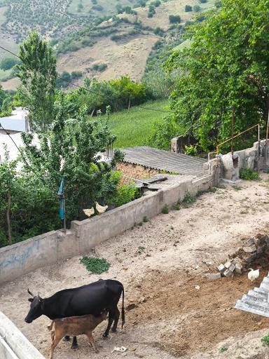 عکس قورچای