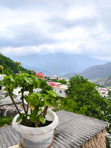 عکس قورچای