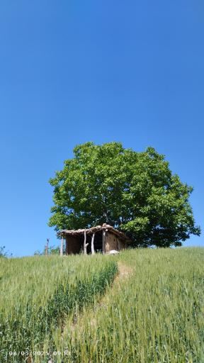 عکس قورچای