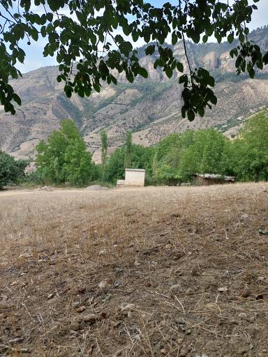 عکس قورچای