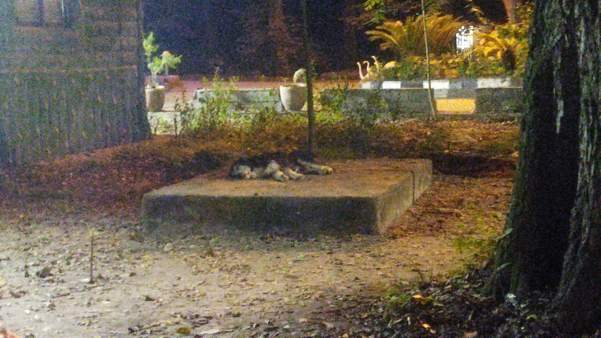 عکس پارک جنگلی فین چالوس