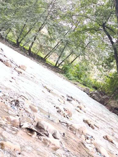 عکس پارک جنگلی فین چالوس