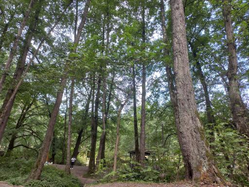 عکس پارک جنگلی فین چالوس