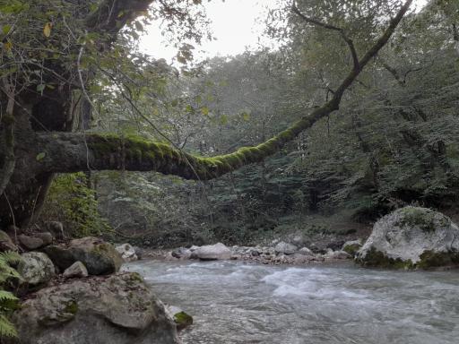 عکس پارک جنگلی فین چالوس