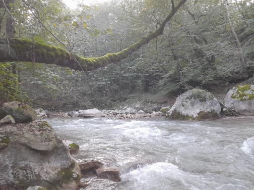 عکس پارک جنگلی فین چالوس