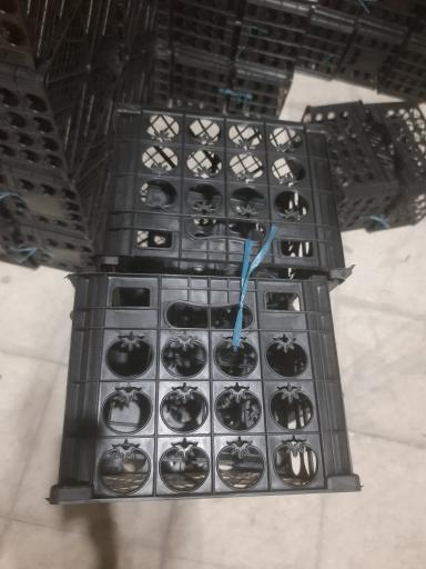 عکس تک سبد شیراز