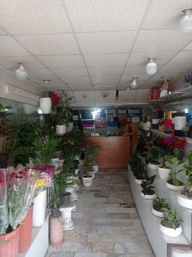 عکس گل جمال