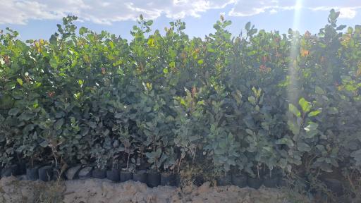 عکس نهالستان پسته موحد