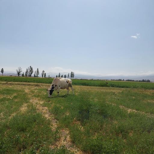 عکس فرکوش
