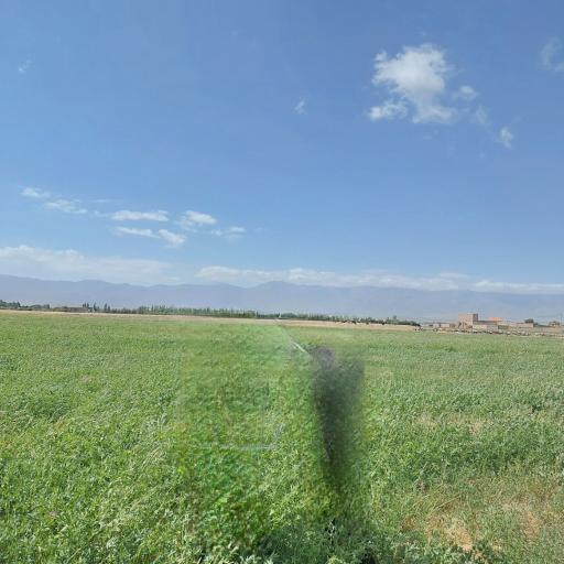 فرکوش