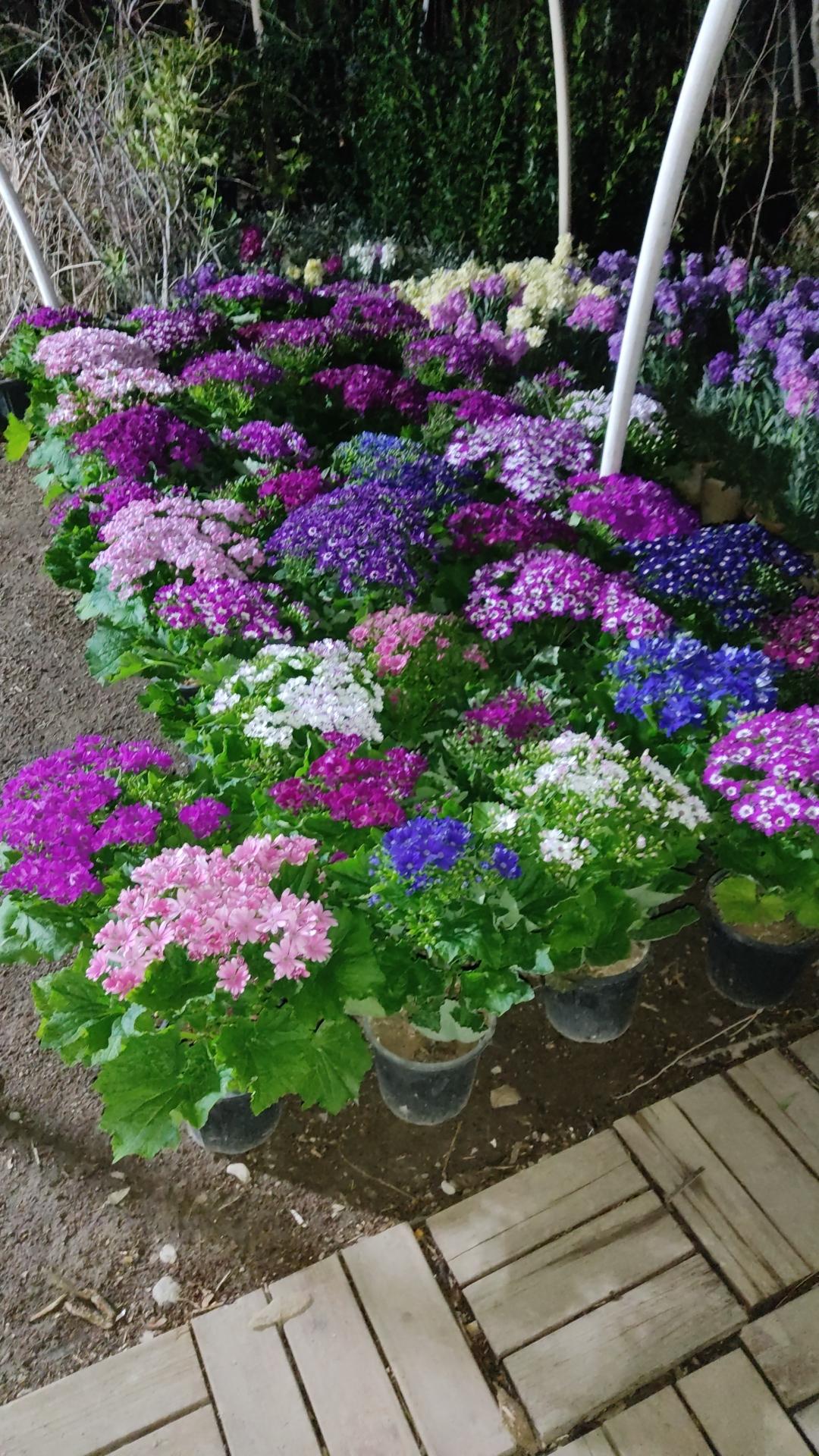 عکس گل های آپارتمانی کریمی