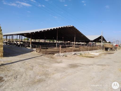 دامداری اصغر امینی 