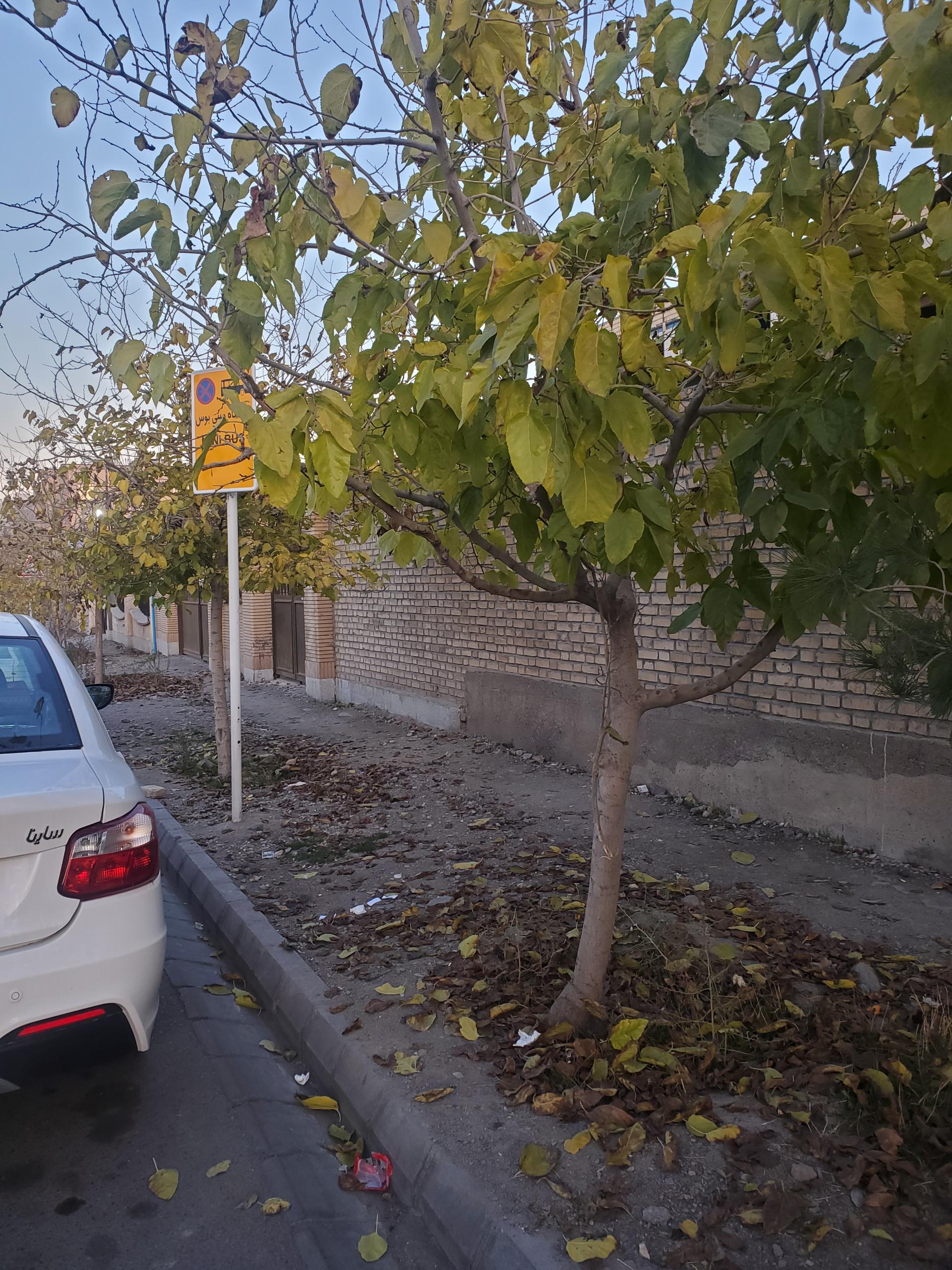 عکس  برادران شهید حسینی14